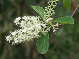 Image result for Terminalia phanerophlebia
