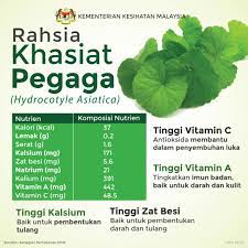 Pegaga memiliki banyak khasiat secara tradisional. Jus Pegaga Route Ah2 Utagha Posts Facebook