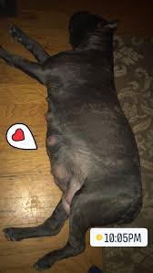 Banner S Legacy Cane Corso Puppy Update We Are Closer She Just Lost Her Mucus Plug Come On Puppies Come On Puppies We Are All Waiting For You Puppies Canecorso Puppiescomingsoon Facebook The mucus plug is a collection of cervical mucus that helps block the cervix during pregnancy. facebook