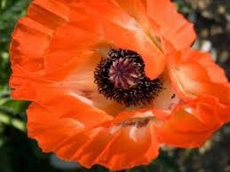 Information On Growing Poppy Flowers Planting Poppy Seeds Planting Poppies Grow Poppy Flowers