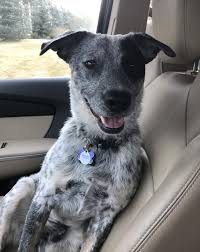Osbornes lg beretta buzz x osbornes benelli super nova. Rehomed Bandit Blue Heeler German Shorthaired Pointer Mix Puppy Englewood Colorado Blue Heeler German Shorthaired Pointer Mixed Puppies