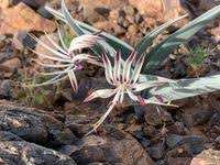 Image result for Ornithoglossum