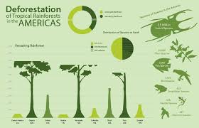 Deforestation Infographic Deforestation Pinterest Rainforest Information Deforestation Infographic
