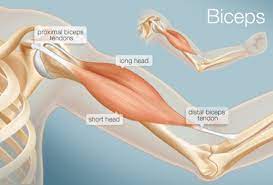 This small muscle is located at the top of the shoulder and helps raise the arm away from the body. The Biceps Human Anatomy Function Diagram Conditions More
