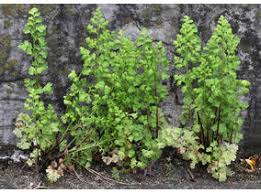 Image result for Anogramma