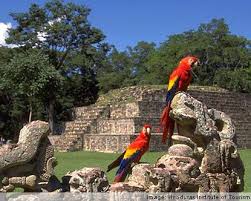 Guardabarranco común esta colorida ave es fácilmente reconocida por su larga cola rematada por dos plumas azules. Honduras Animals Wildlife In Honduras Honduras Travel San Pedro Sula Copan