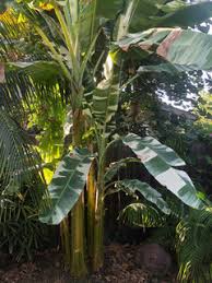 Artificial the holy grail of banana lovers. Don T Buy Ae Ae Or Alocasia Robusta