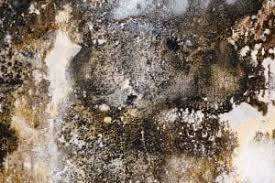 Black mold, or stachybotrys chartarum, can be unsightly and can also pose a health hazard in your home. How To Get Rid Of Mold The Smart Consumer