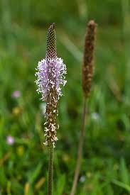 Image result for Plantago palmata