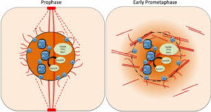 Maybe you would like to learn more about one of these? Illustration Of How The Ran Pathway And The Ppb Interact To Initiate Download Scientific Diagram