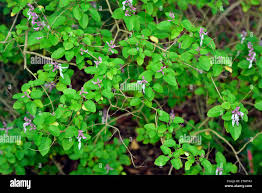 Image result for Ocimum labiatum