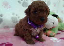 Maybe you would like to learn more about one of these? Puppies For Sale Red Poodle Paws