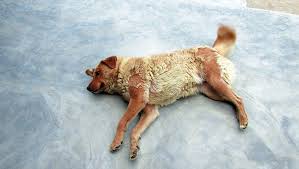 In longhaired dogs, the most. Alopecia Hair Loss In Dogs Symptoms Causes And Treatments Dogtime