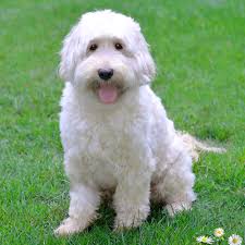 Our breeding dogs live with us in our home as members of the family, and. Skyedoodles Australian Labradoodles