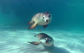 ダイビングの事ならダイビング総合情報サイト THEDIVE（ザダイブ）