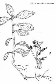 Image result for Struchium