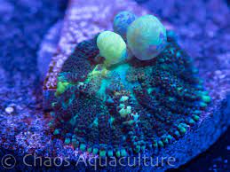 The powerball bounce has a fluffy and bouncy aqua skirt and base color with gold accents. Powerball Bounce Mushroom Chaosaquaculture Com