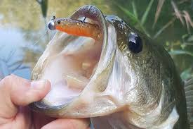 Check spelling or type a new query. Early Morning Bass Fishing Best Tips And Tricks
