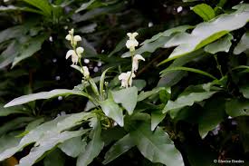 Image result for Justicia capensis