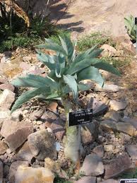 Image result for Cyphostemma jaegeri