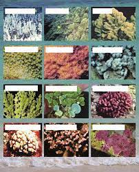 The first flight in hawaii occurred on december 31, 1910. 6 Common Reef Building Corals And Algae In Hawaii Download Scientific Diagram