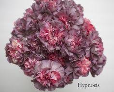 46 Best Carnation Colors Images Carnation Colors