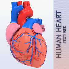 Just log in or sign up to start taking advantage of all the free 3d models we have to offer. Human Heart Anatomy 3d Model 29 C4d Obj Dxf Dae 3ds Fbx Free3d