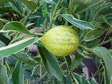 You can omit it, or use any complimentary flavor of jam or. Kumquat Wikipedia