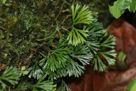 Image result for Elaphoglossum kivuense