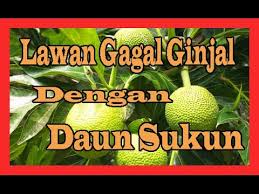 Namun, manfaat buah sukun ternyata tidak hanya bisa didapat dari buahnya saja. Lawan Gagal Ginjal Dengan Daun Sukun Manfaat Daun Sukun Youtube