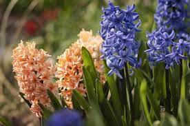 How To Grow And Care For Fragrant Spring Hyacinth Bulbs Growing An Avocado Tree Hyacinth Plant Fall Plants