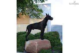 Every pky danes great dane puppy is born into a a caring and capable family. Puppies For Sale From Tts Great Danes Member Since January 2010
