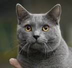 Chartreux Cat Breed - Facts and Personality Traits | Hill ...