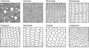 Post Anything From Anywhere Customize Everything And Find And Follow What You Love Create Your Own Tumblr Blo Scale Drawing Snake Drawing Texture Drawing