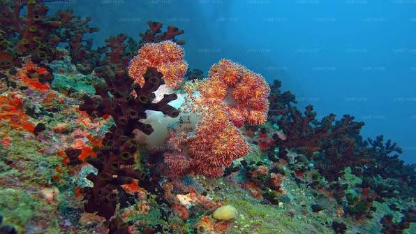 Hikkaduwa beach coral reef snorkelling surf south coast Sri Lanka sea turtles restaurants backpacker