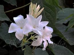 Image result for Mandevilla laxa