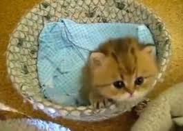 Yavru Kedi Videosu