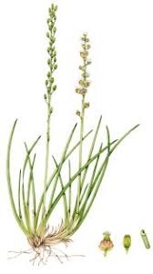 Image result for Juncaginaceae