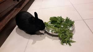 Eclipse Mangeant Des Herbes Sauvages Berce Commune Pissenlits Cerfeuil Lamier House Rabbit Lapin A La Maison Lapin Nain Lapin Cerfeuil