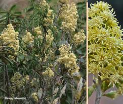 Image result for Brachylaena huillensis