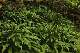 Image result for Asplenium staudtii