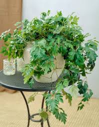 Image result for Rhoicissus rhomboidea