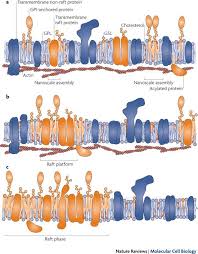 Generation top 50 la génèse du classement officiel des ventes de disques en france. Revitalizing Membrane Rafts New Tools And Insights Nature Reviews Molecular Cell Biology
