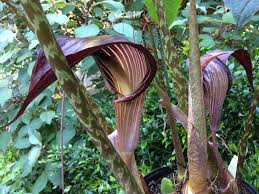 Image result for Arisaema