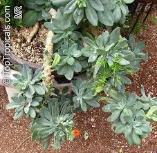 Image result for Kleinia fulgens