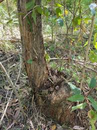 Image result for Eucalyptus cloeziana