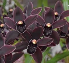 Image result for Cycnium jamesii