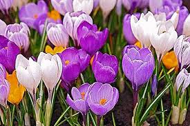 Visualizza altre idee su nomi di fiori, fiori primaverili, fiori. Nomi Di Fiori Primaverili Foto Descrizione Natura 2021