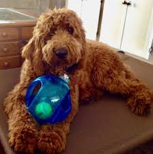 We breed goldendoodle puppies in virginia and washington dc. Sunshine Acres Goldendoodles Goldendoodle Puppies For Sale From Experienced Goldendoodle Breeder San Diego California