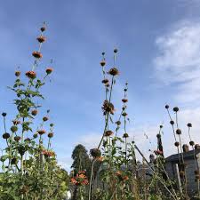 Image result for Leonotis nepetifolia